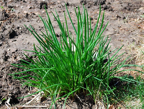mystery onions