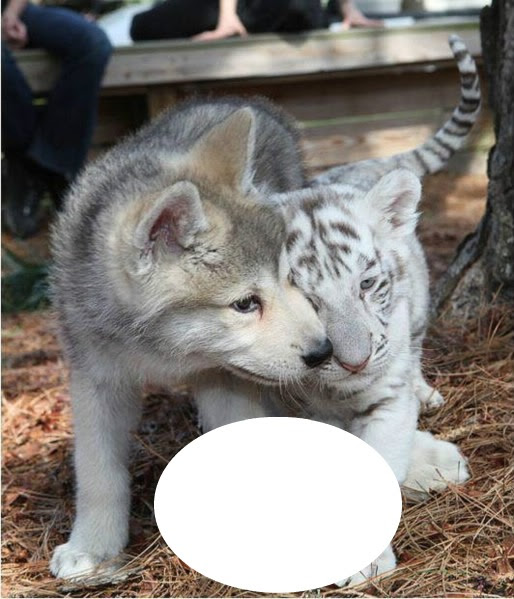 Montaje Fotografico Bebe Tigre Blanc Et Loup Pixiz