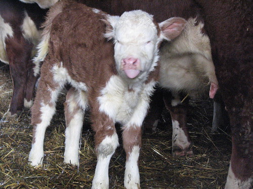 Calves - 1-10 045