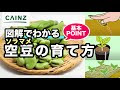 空豆 栽培 プランター 905433-空豆 栽培 プランター
