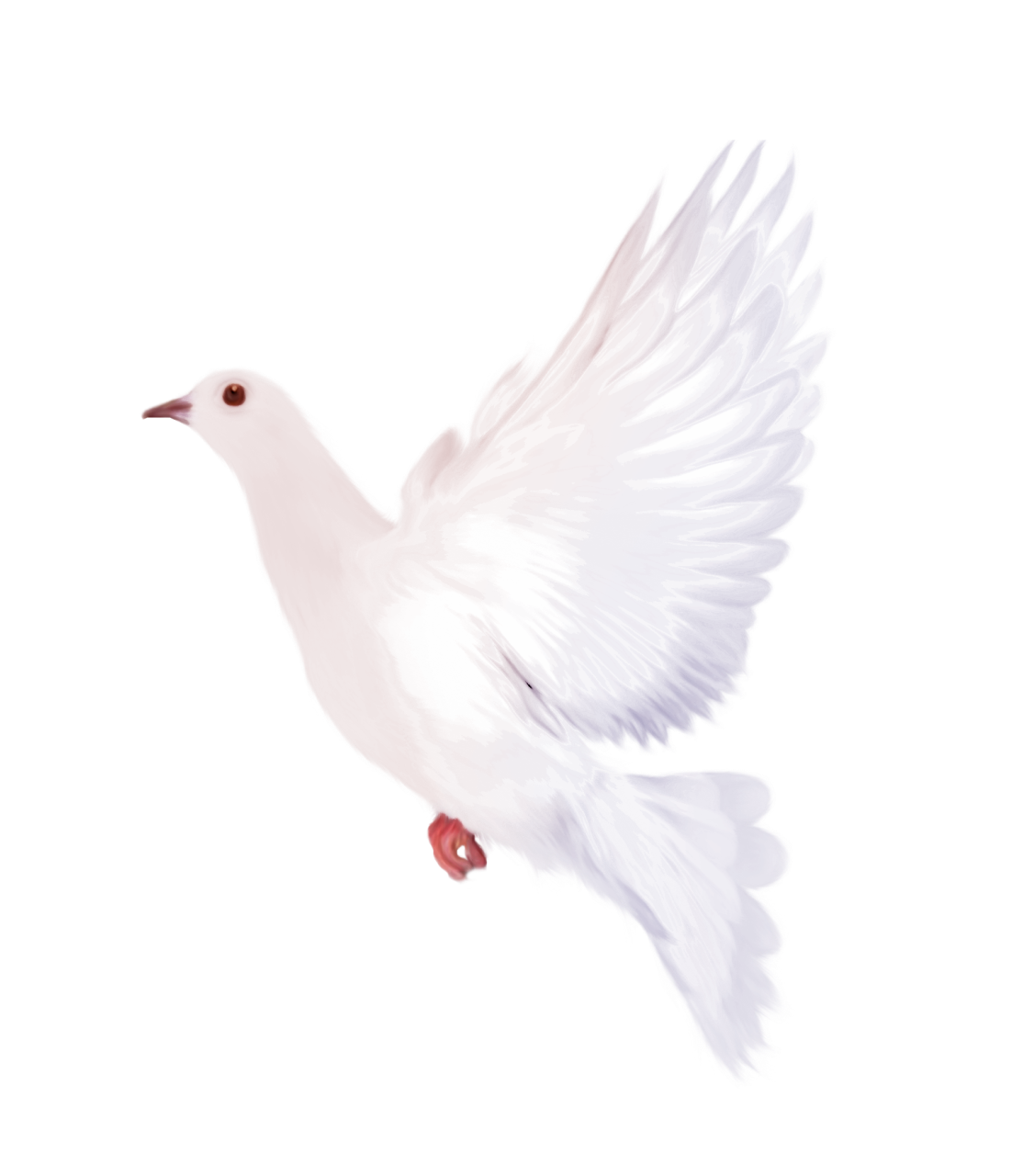free dove png transparent background download free clip art free clip art on clipart library clipart library