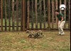 014 smilodon cubs