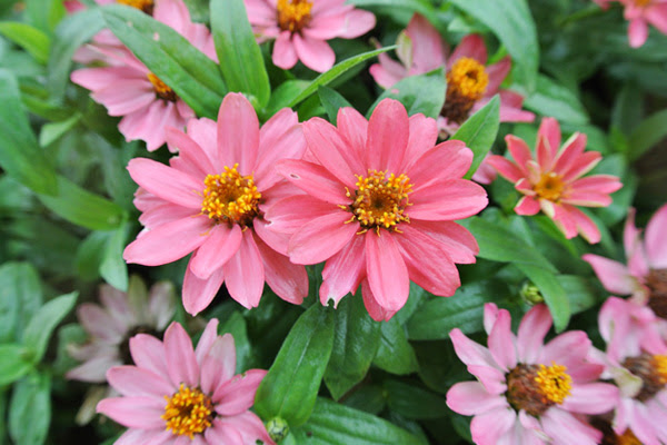植木鉢で楽しみたい 夏の花選 秋まで長く楽しめる草花たち 植木鉢ナビ