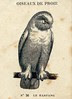 casino oiseaux de proie 10