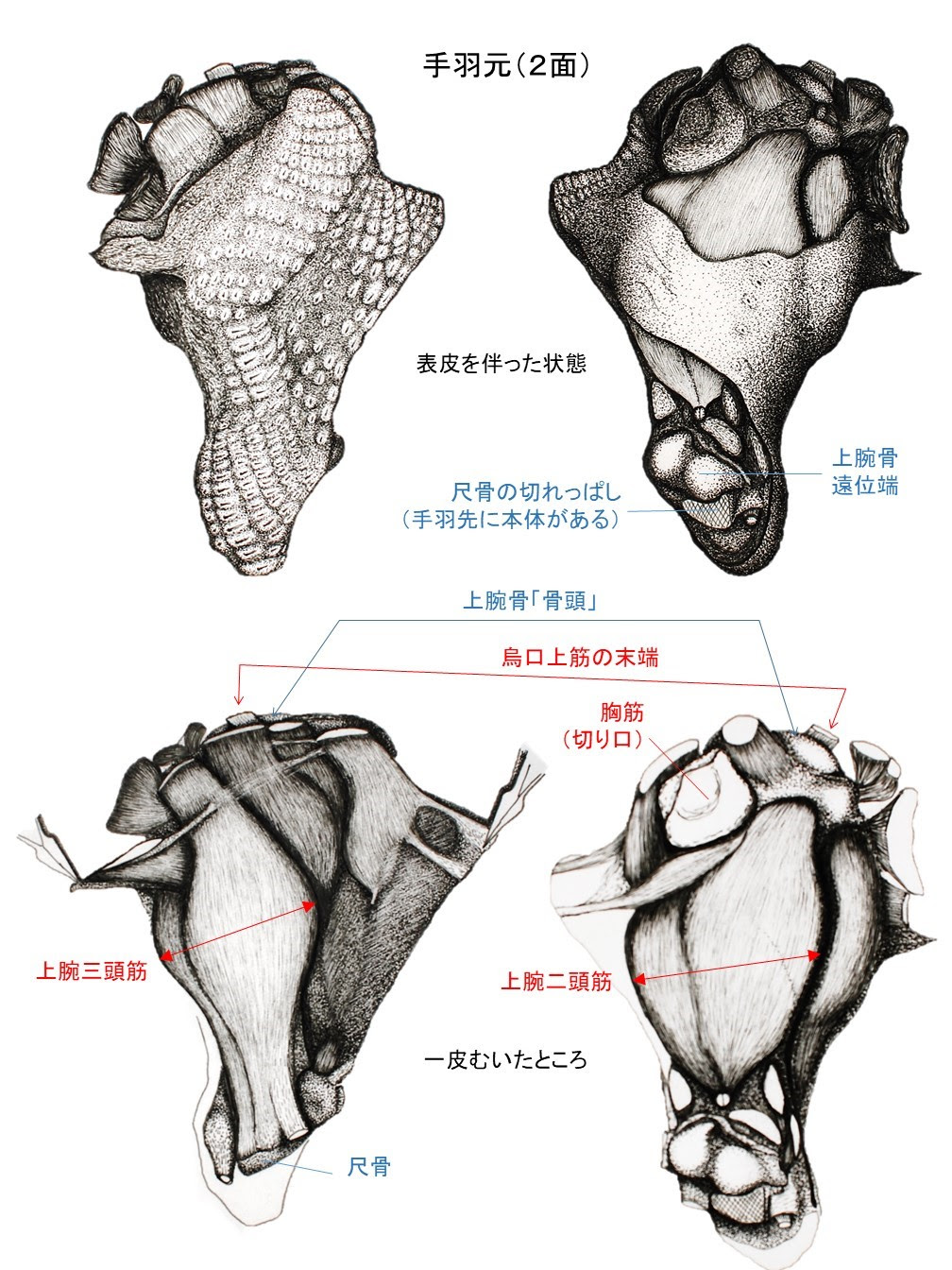 見ろ、知れ、とんがれ！（手羽先を食べながら） | 京都大学 大学院 理学研究科 地球惑星科学専攻／理学部 地球惑星科学系