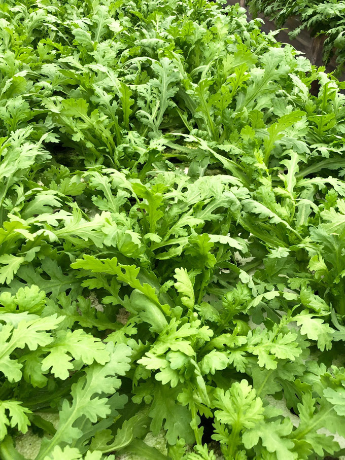 新鮮野菜 春菊 新鮮でおいしいサラダ野菜 イタリア野菜 アジア野菜などの業務用野菜を飲食店 惣菜工場等に産地直送で販売するfresh Vegetables Direct