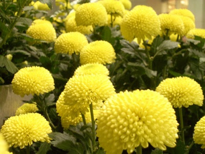 けせら せら 丸い菊