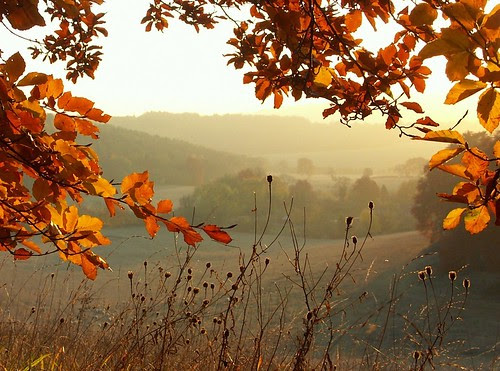 Autumn in the Chilterns by algo