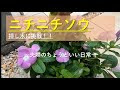√70以上 ニチニチソウ 挿し木 土 297095-ニチニチソウ 挿し木 土