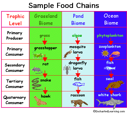 Food web Every organism needs to obtain energy in order to live.