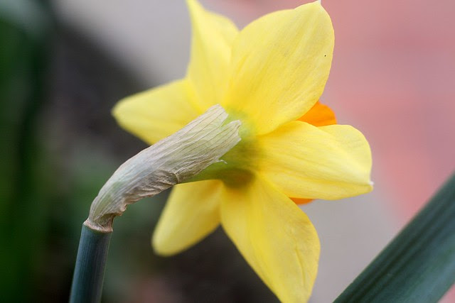daffodils, sw 5th & pine