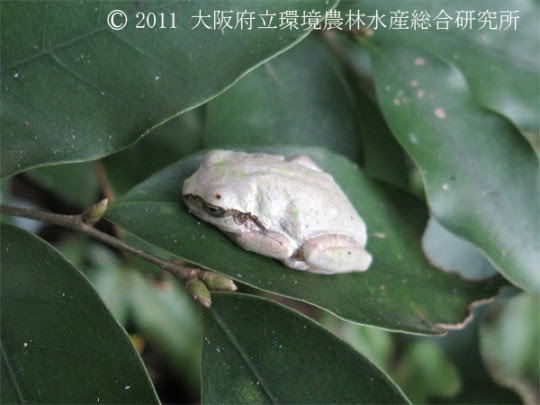 ニホンアマガエル 両生類 カエル イモリ 図鑑 図鑑 大阪府立環境農林水産総合研究所