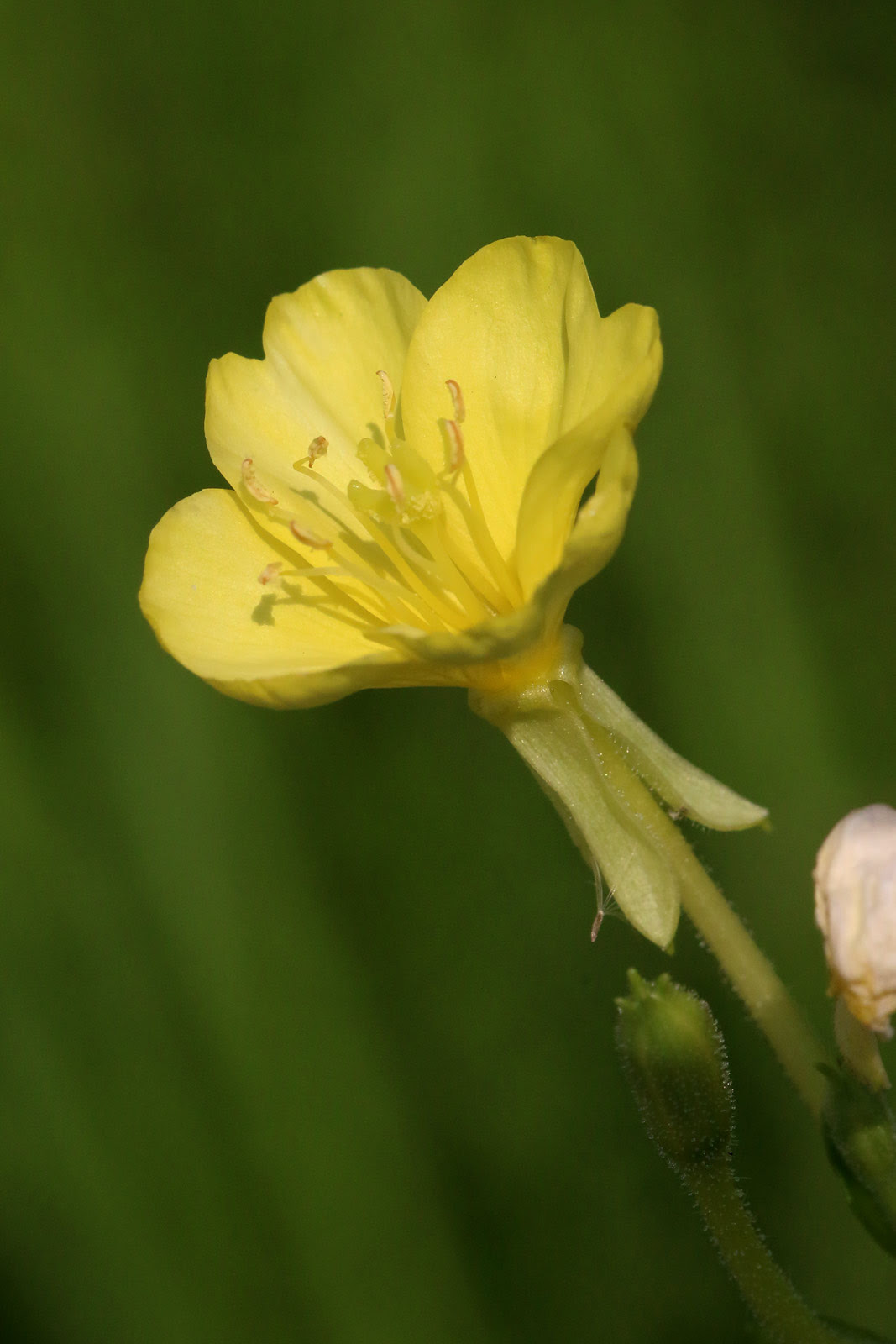 お花の写真集 メマツヨイグサ 雌待宵草