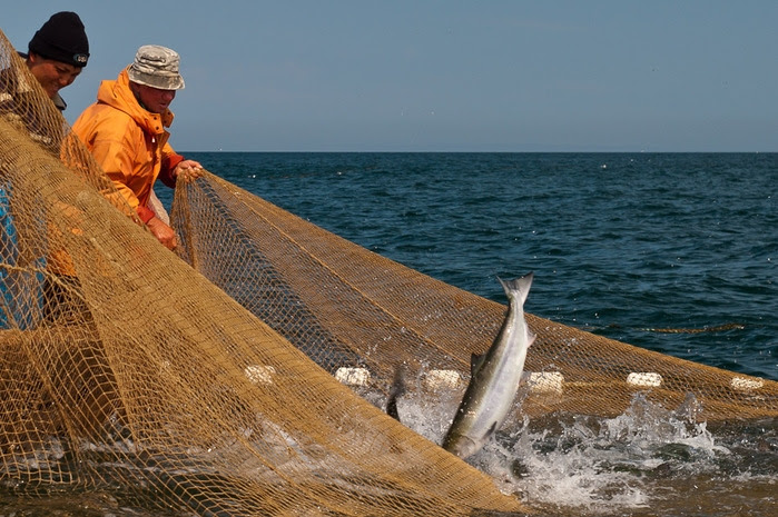 FISHING SEASON IN SAKHALIN(EASTHERN RUSSIA)