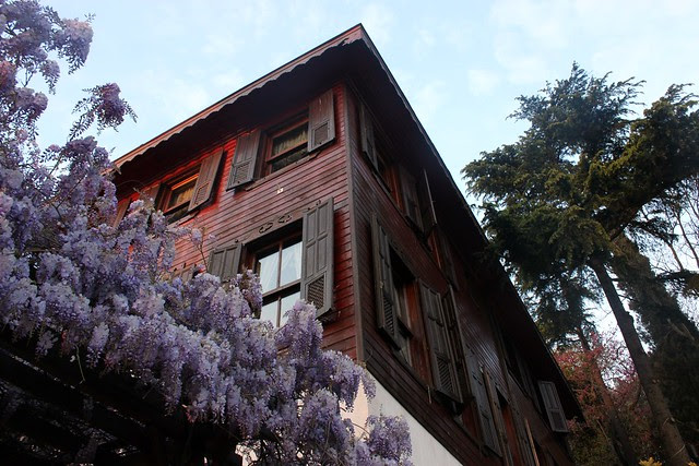 Mor salkım 1