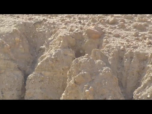 Wolf Hunts Down Goat In Dramatic Desert Chase - Video