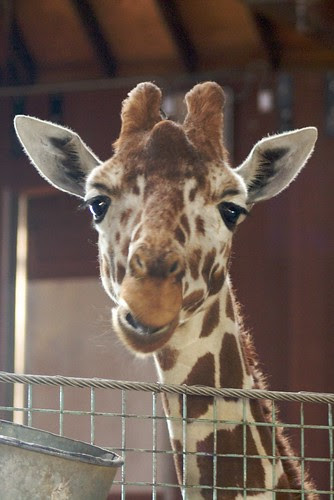 Goofy giraffe