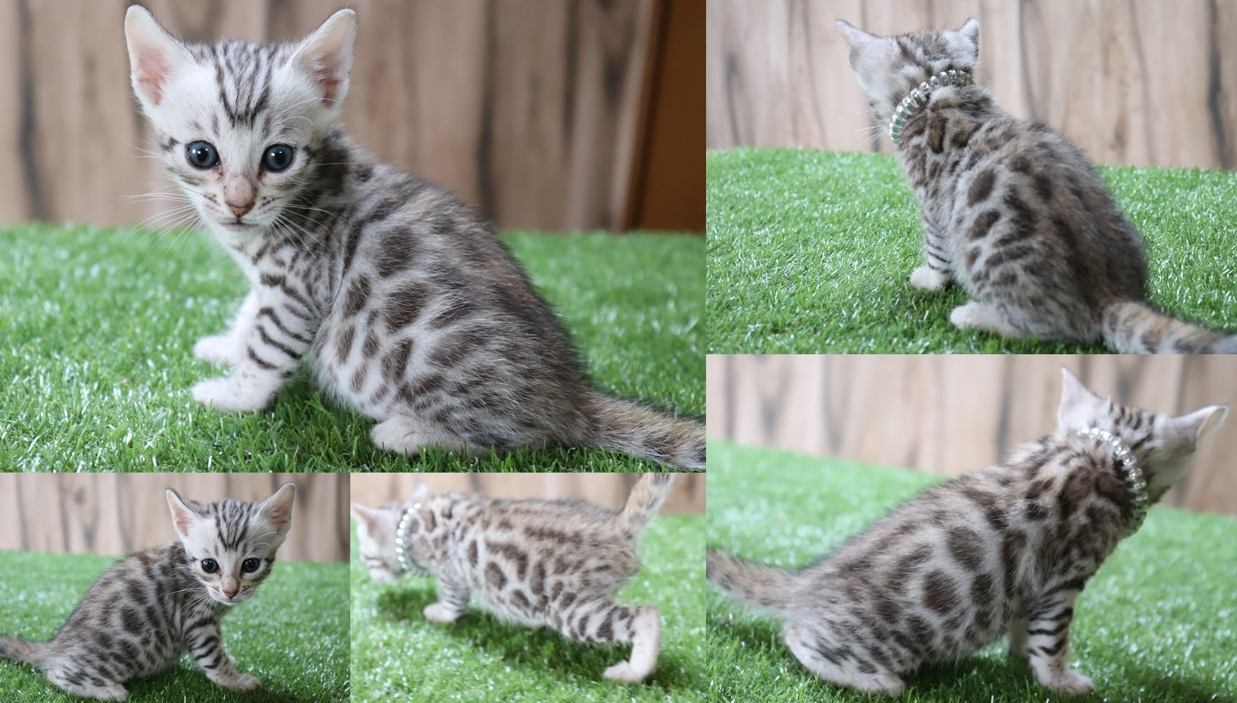 Benlove ロゼット柄の綺麗なベンガル子猫販売開始 世界レベルの美しいロゼット柄のベンガル猫専門ブリーダー 楽天ブログ