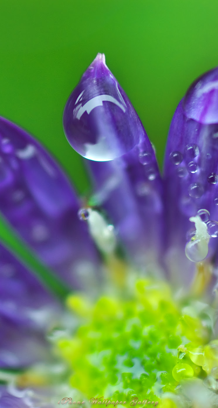 Iphone5 壁紙館 庭の花 雫 1 Iphone Wallpaper Flower