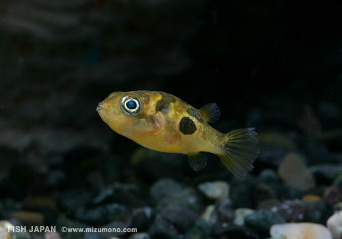 フグ人気ランキング みずもの人気ランキング 熱帯魚のことなら みずものコム