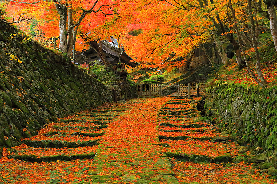 百済寺 紅葉