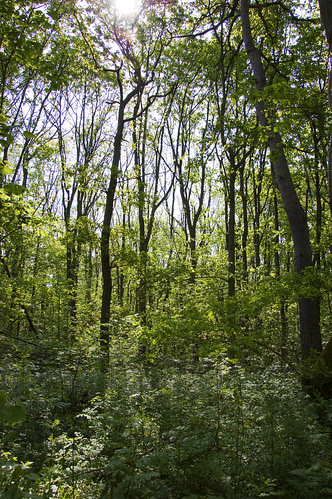 Ancient English Woodland