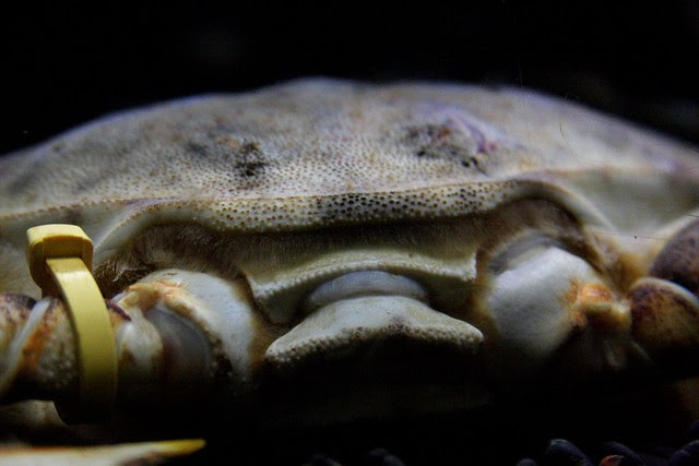 crab, oregon coast aquarium