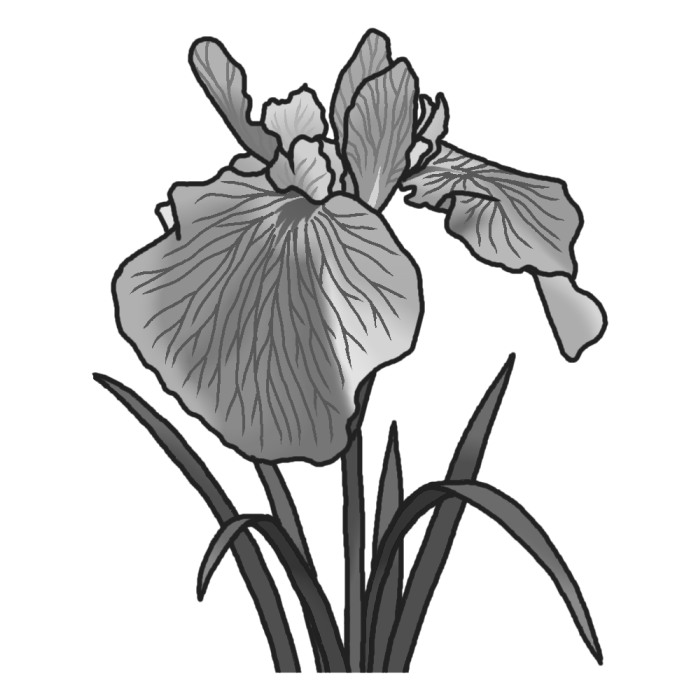 ハナショウブ 花菖蒲 モノクロ 三重県の花 都道府県の木 花 鳥イラスト素材
