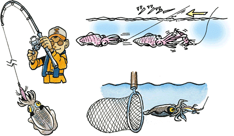 Daiwa 3 アオリイカを餌木 エギ をシャクって誘うエギングで釣る Web Site