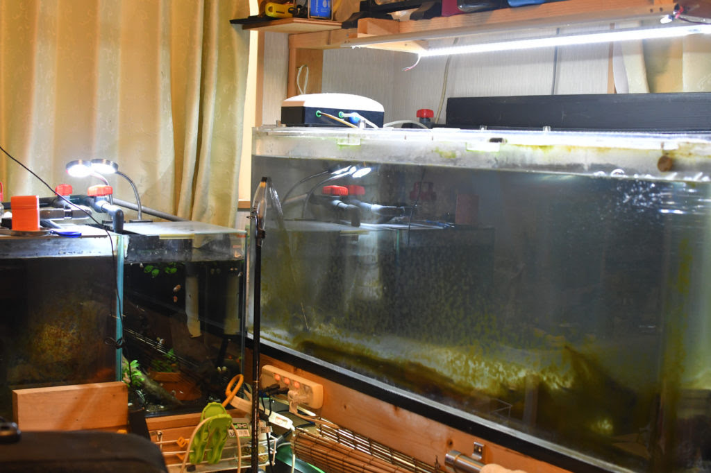 水槽掃除 コケ取り しないセルフィンプレコ 金魚水槽も水替えしてヒーター入れました Dorayaki Papa 貧乏ガレージハウス