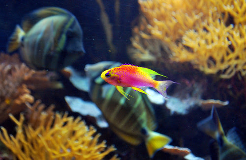 Ventralis Anthias 