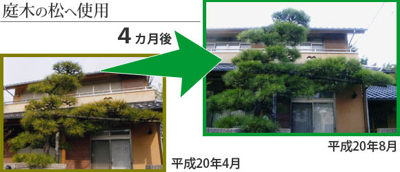 庭木 植木の水やり 適切な時間帯について
