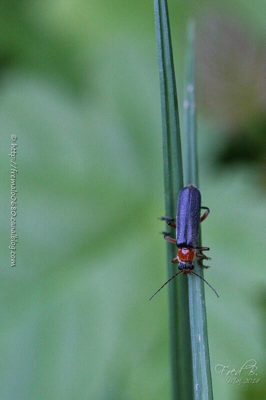 Cantharis pellucida