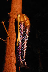 Legs on Tree