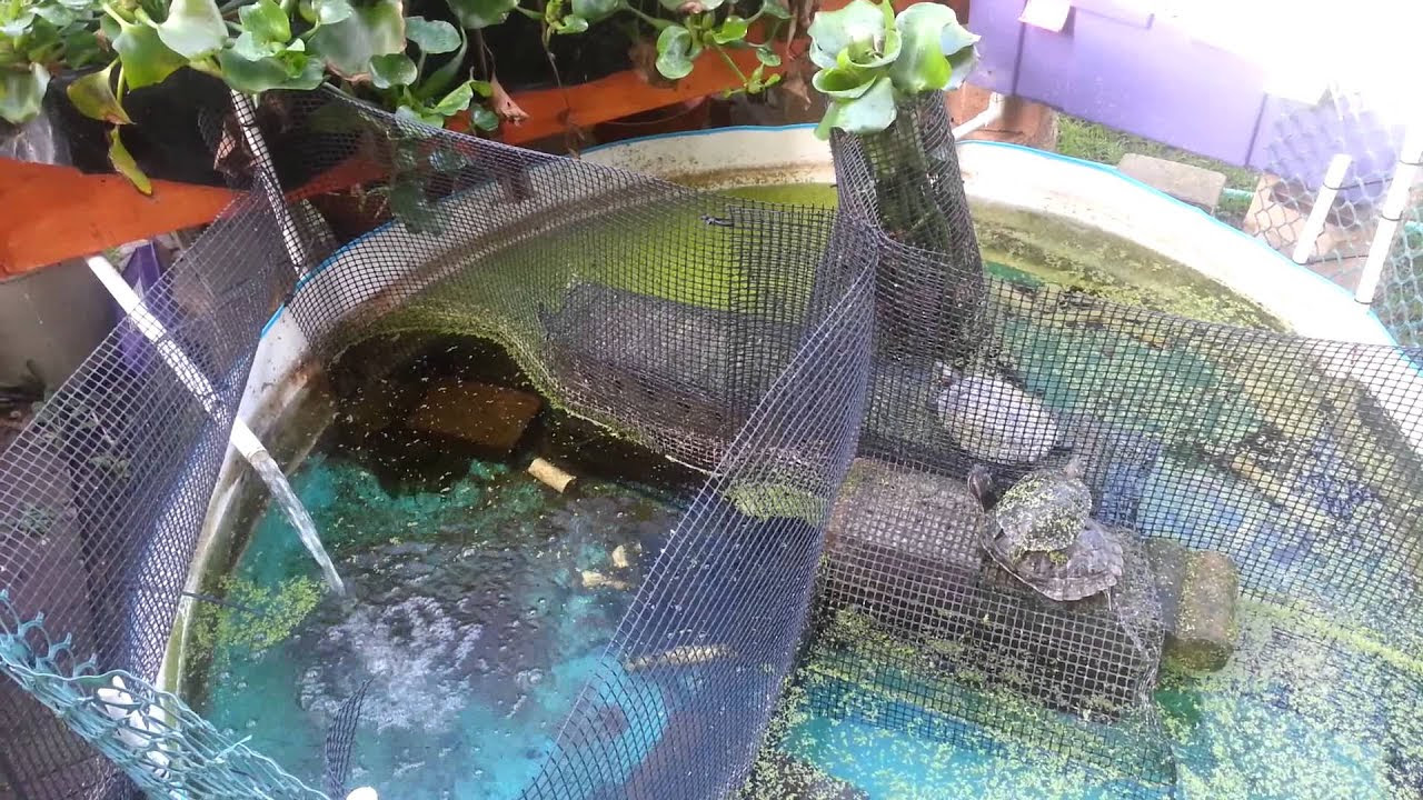 Aquaponics on fish tank Reedley farmer finds success with aquaponics