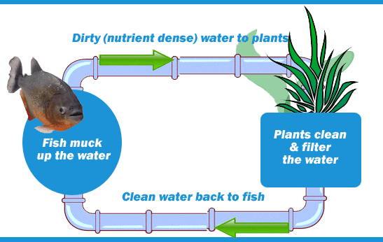 Aquaponics System Diagram