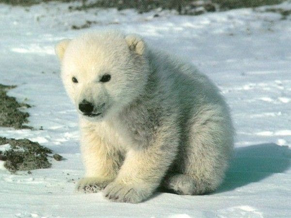 Bebe Ours Blanc