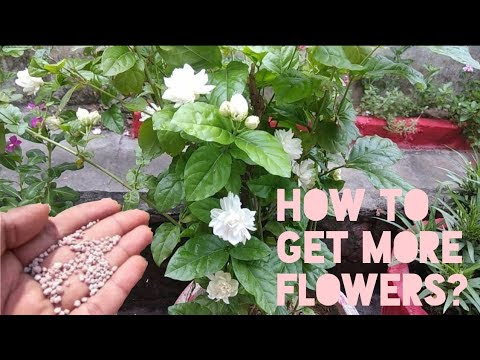 mogra ka podha kaise lagaye || how to grow mogra plant from cutting