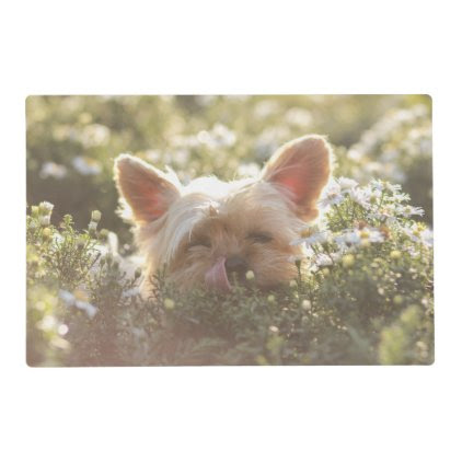 Yorkshire Terrier Laying in Sun licking lips Placemat