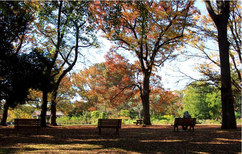 フリー素材写真代々木公園6
