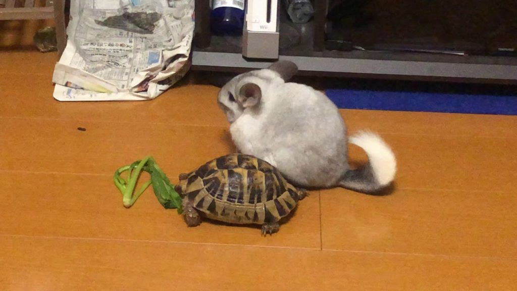 亀 ほっこ動画