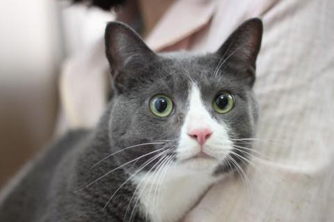 福岡県 色柄 グレー白 猫の里親募集 ネコジルシ