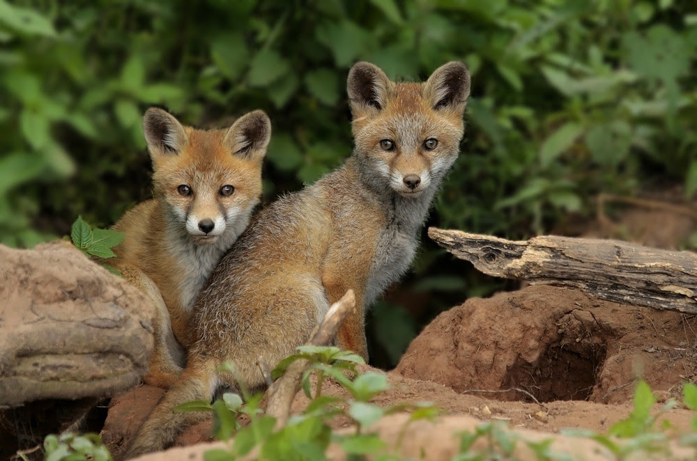 nature photography, view community,