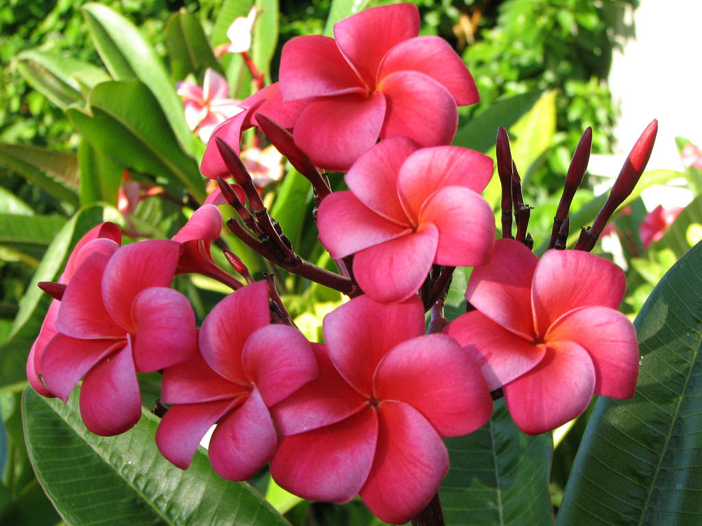 Gulab Ka Phool Wallpaper