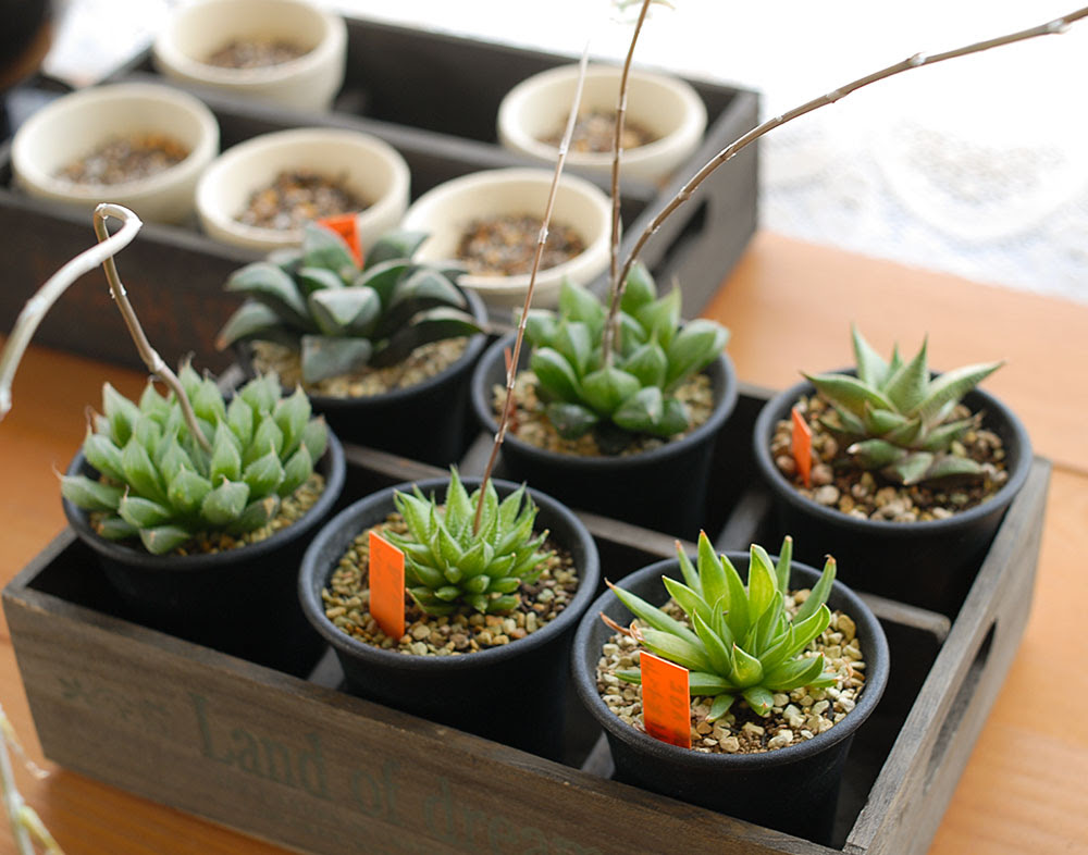 ハオルチア オブツーサの育て方 置き場所いろいろ Kobiのシークレットガーデン 観葉植物 多肉植物の育て方