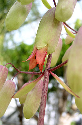 セイロンベンケイ ブリオフィルム ピンナツム ｰbryophyllum Pinnatum Kalanchoe Pinnataｰ