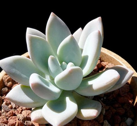 Home outdoors garden few things are as rewarding as watching a plant flourish and grow. Pachyphytum longifolium - Cactus Jungle