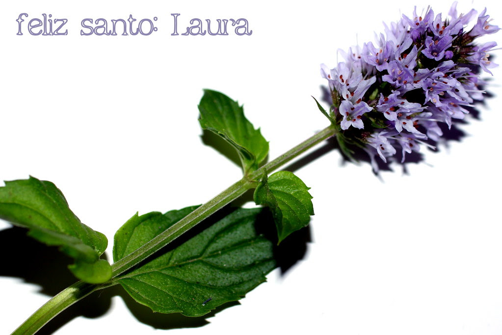 Santa Laura, 19 de octubre