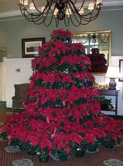 PoinsettiaTree