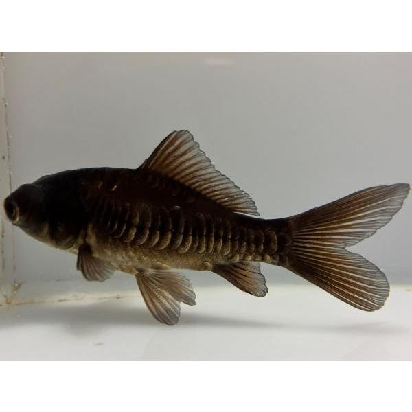 観賞魚生体 金魚インドネシアデメキンst 3番 全長約12センチ Deme 1 022 きんぎょ本舗
